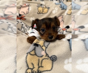 Medium Yorkshire Terrier