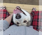 Small #16 Siberian Husky