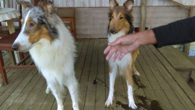 Medium Photo #2 Collie Puppy For Sale in TERRY, MS, USA
