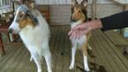Small Photo #2 Collie Puppy For Sale in TERRY, MS, USA