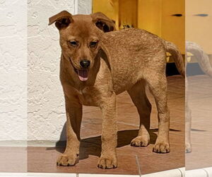 Labrador Retriever-Unknown Mix Dogs for adoption in Royal Palm Beach, FL, USA