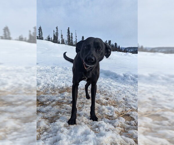 Medium Photo #4 Pointer-Siberian Husky Mix Puppy For Sale in Fairbanks, AK, USA