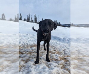 FOUR - Male Pointer-Siberian Husky Mix Dog for Adoption - Photo #4