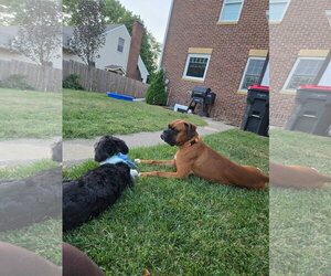 Boxer Dogs for adoption in Woodbury, MN, USA