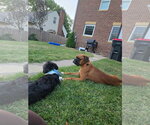 Butchie *Training Hold* - Male Boxer Dog for Adoption - Small photo