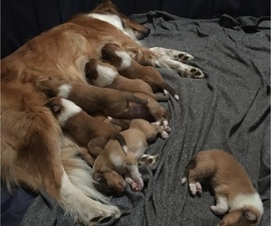 Mother of the Collie puppies born on 02/24/2022
