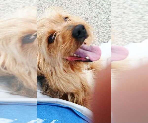 Medium Photo #2 Mutt Puppy For Sale in Aurora, IN, USA