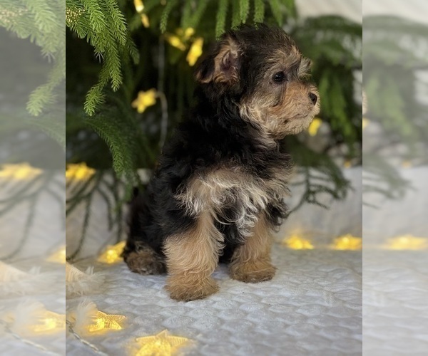 Medium Photo #3 Morkie Puppy For Sale in ROCK STREAM, NY, USA