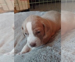 Puppy 2 Bullypit-Vizsla Mix