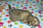 Small Photo #2 ShihPoo Puppy For Sale in ORO VALLEY, AZ, USA