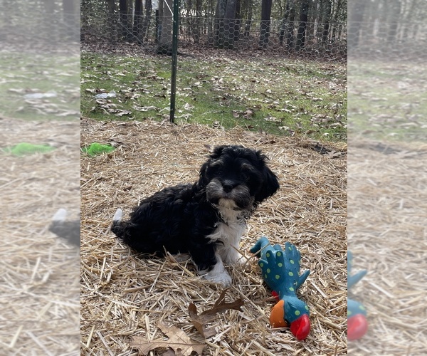 Medium Photo #1 Cavanese Puppy For Sale in WEST POINT, VA, USA