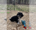 Small Photo #1 Cavanese Puppy For Sale in WEST POINT, VA, USA
