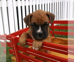 Boxer Puppy for sale in DENVER, PA, USA