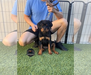 Rottweiler Puppy for Sale in MENIFEE, California USA