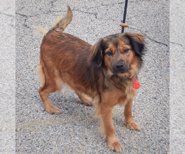 Medium Photo #2 Australian Shepherd-Unknown Mix Puppy For Sale in Huntley, IL, USA