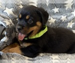 Small #10 Rottweiler