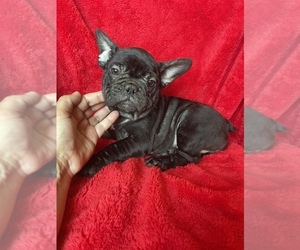 French Bulldog Puppy for sale in BOSTON, MA, USA