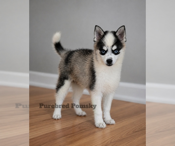 Medium Photo #5 Pomsky Puppy For Sale in KANSAS CITY, MO, USA