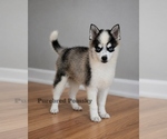 Small #4 Pomsky