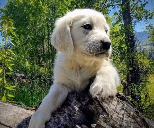 Medium Photo #1 Golden Retriever Puppy For Sale in BOISE, ID, USA
