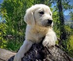 Small Photo #1 Golden Retriever Puppy For Sale in BOISE, ID, USA