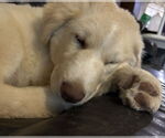 Small #4 Huskies -Maremma Sheepdog Mix