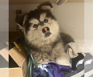 Alaskan Malamute Dogs for adoption in Rancho Cucamonga, CA, USA