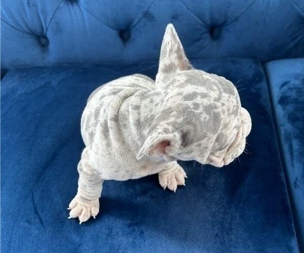 Medium Photo #11 French Bulldog Puppy For Sale in MIAMI BEACH, FL, USA