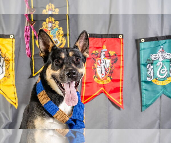 Medium Photo #3 German Shepherd Dog-Unknown Mix Puppy For Sale in Rowlett, TX, USA