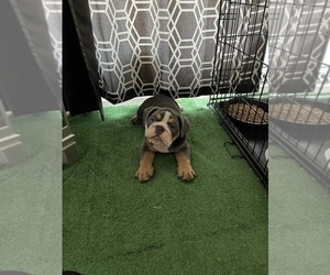 English Bulldog Puppy for sale in PITTSBURG, CA, USA