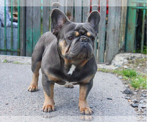 Father of the French Bulldog puppies born on 12/01/2022