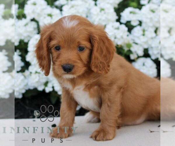 Medium Photo #5 Cavapoo (Miniature) Puppy For Sale in ELIZABETHTOWN, PA, USA
