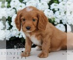 Small #4 Cavapoo (Miniature)
