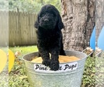 Small Photo #3 Miniature Labradoodle Puppy For Sale in OCEAN SPRINGS, MS, USA