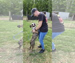 Small #15 Mutt