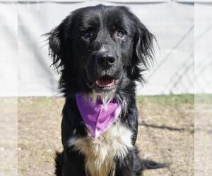 Mutt Dogs for adoption in San Antonio, TX, USA
