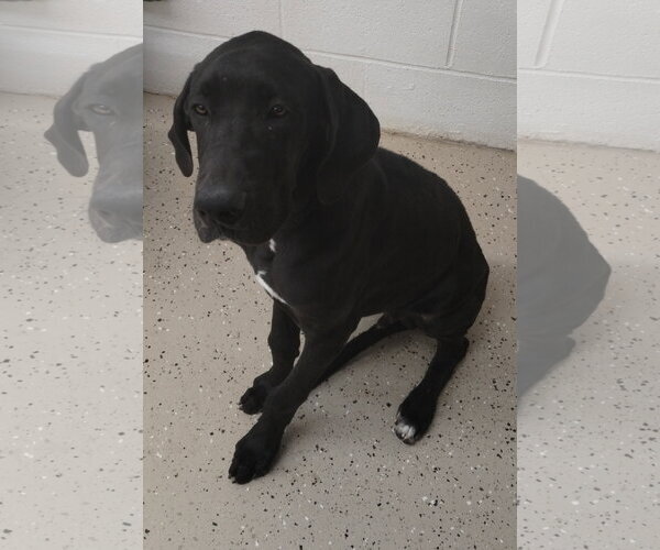Medium Photo #2 Great Dane Puppy For Sale in York, SC, USA
