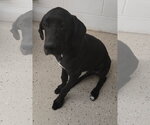 Small #1 Great Dane