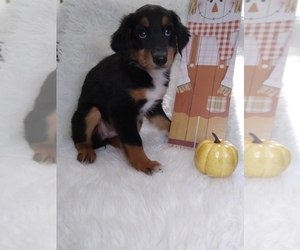 Australian Shepherd Puppy for sale in INDIANAPOLIS, IN, USA
