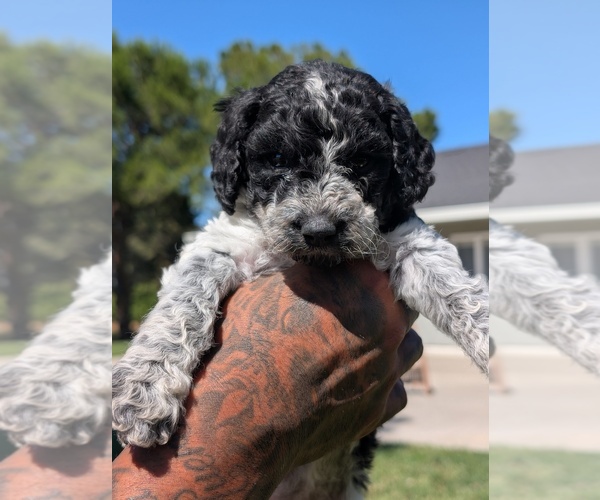 Medium Photo #5 Bernedoodle-Cavapoo (Miniature) Mix Puppy For Sale in SACRAMENTO, CA, USA