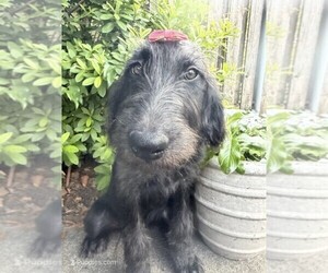 Labradoodle Puppy for sale in PEMBROKE, GA, USA