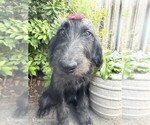 Image preview for Ad Listing. Nickname: Black Female