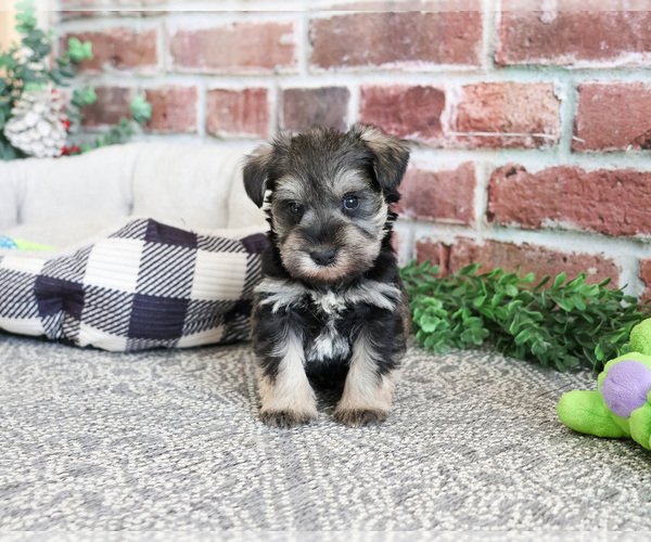 Medium Photo #10 Schnauzer (Miniature) Puppy For Sale in SYRACUSE, IN, USA
