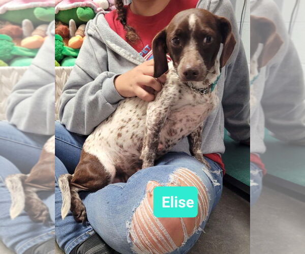 Medium Photo #2 Doxle Puppy For Sale in Richmond, IN, USA