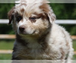 Small Photo #6 Australian Shepherd Puppy For Sale in OZARK, AR, USA