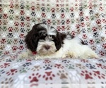 Small #2 ShihPoo