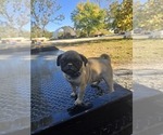 Puppy Girl 3 Pug