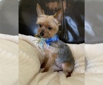 Small Photo #11 Yorkshire Terrier Puppy For Sale in FORT WORTH, TX, USA