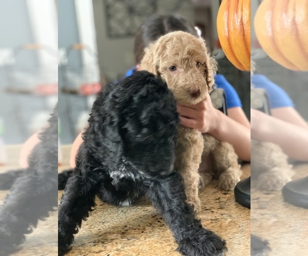 Medium Photo #17 Poodle (Standard) Puppy For Sale in TAMPA, FL, USA