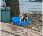 Small Photo #5 Huskies -Labrador Retriever Mix Puppy For Sale in HOUSTON, TX, USA